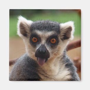 Lemur Magnet