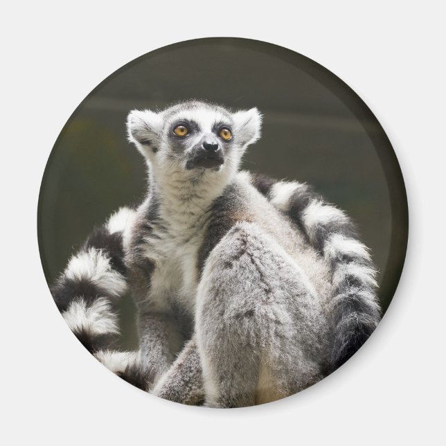 Lemur Magnet (Vorne)