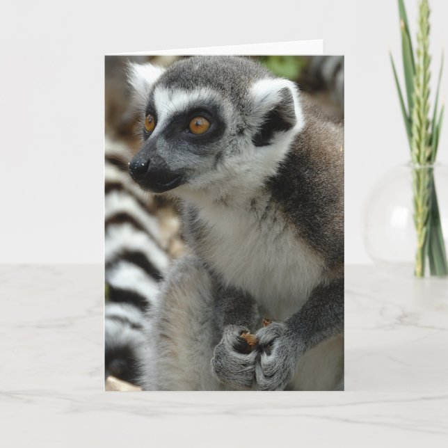 Lemur Monkey Grußkarte Karte (Vorderseite)