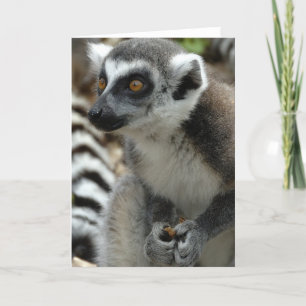 Lemur Monkey Grußkarte Karte