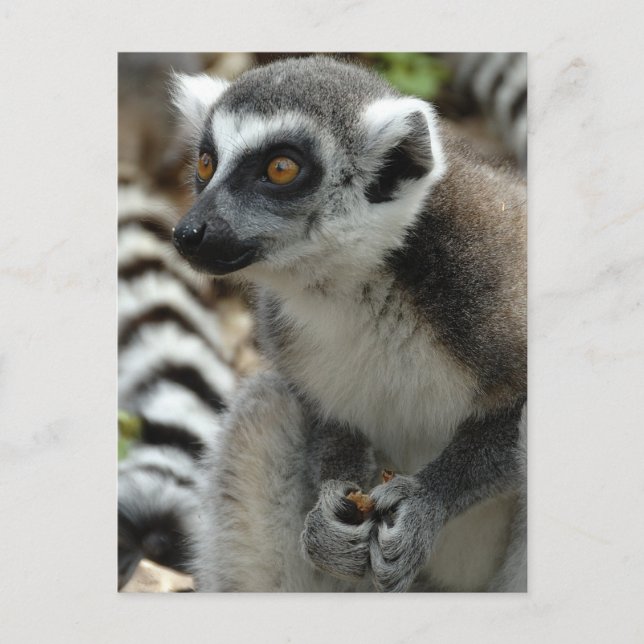 Lemur Monkey Postcard Postkarte (Vorderseite)