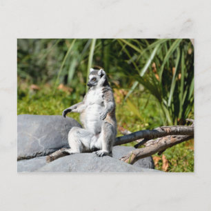 Lemur Monkey Postkarte