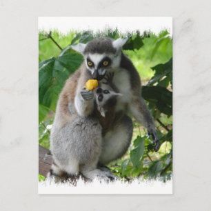 Lemur Postcard Postkarte