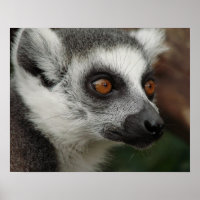 Lemur