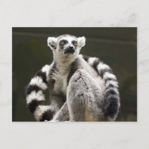 Lemur Postkarte