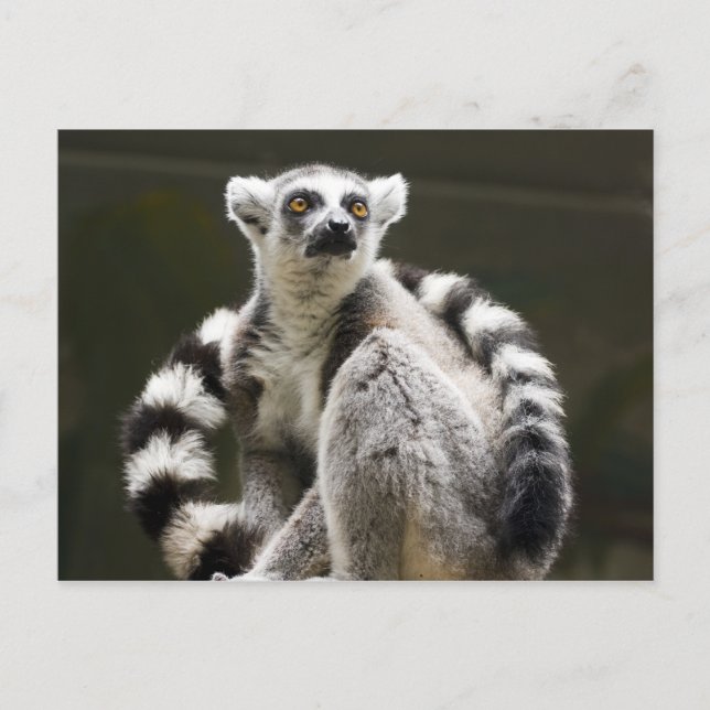 Lemur Postkarte (Vorderseite)