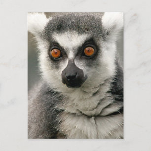 Lemur Postkarte