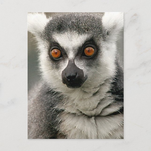 Lemur Postkarte (Vorderseite)