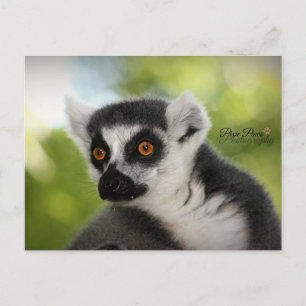 Lemur Postkarte