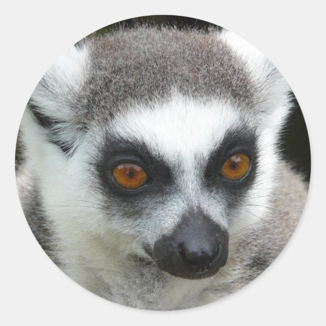 Lemur Runder Aufkleber (Vorderseite)