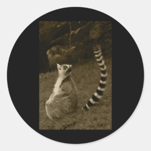 Lemur Schwanz Valencia Tint Vertical Sticker