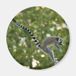 Lemur springen Magneten Magnet