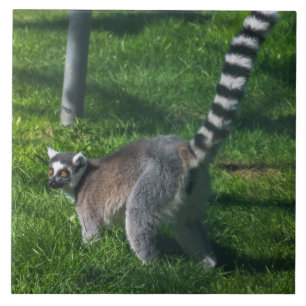 Lemur up nahe Keramik Fliesen