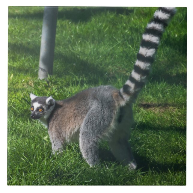 Lemur up nahe Keramik Fliesen (Vorderseite)