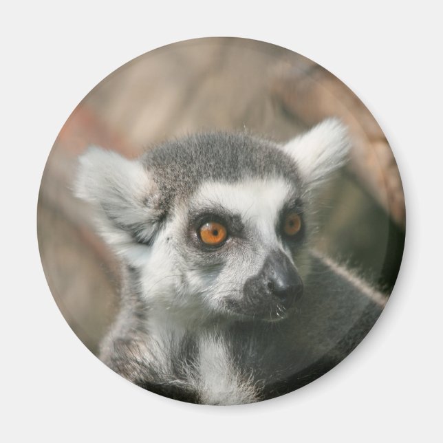 Lemura Magnet (Vorne)