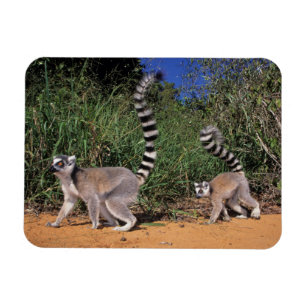 Lemuren (Lemur Catta), Berenty Magnet