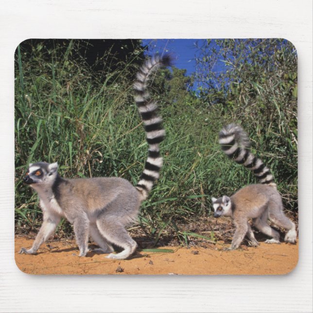 Lemuren (Lemur Catta), Berenty Mousepad (Vorne)