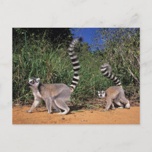 Lemuren (Lemur Catta), Berenty Postkarte