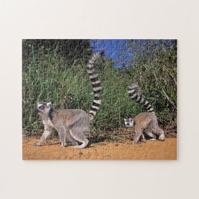 Lemuren (Lemur Catta), Berenty Puzzle (Horizontal)