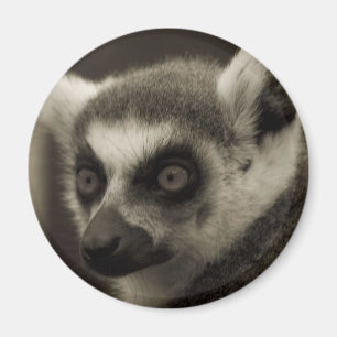 Lemurgesicht Magnet
