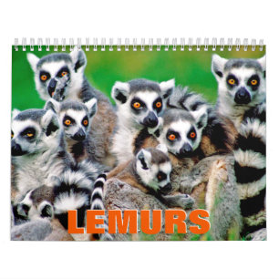 Lemurs 2022 Wall Calendar Kalender