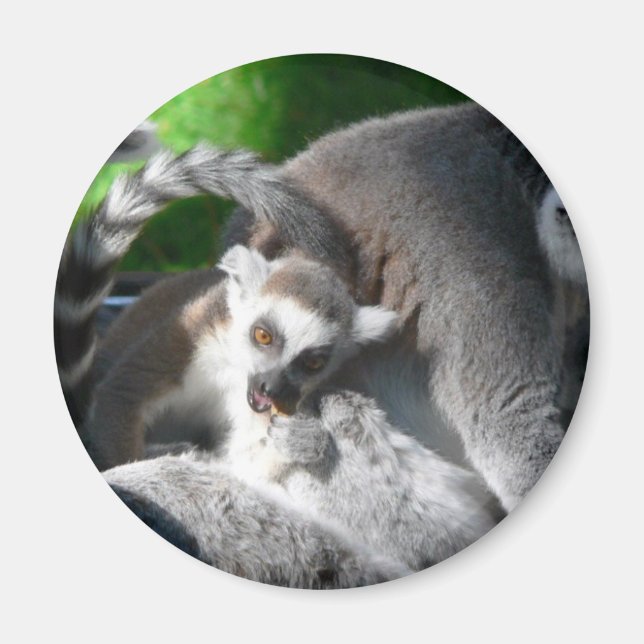 Lemurs Eating Magnet (Vorne)