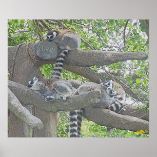 Lemurs Poster