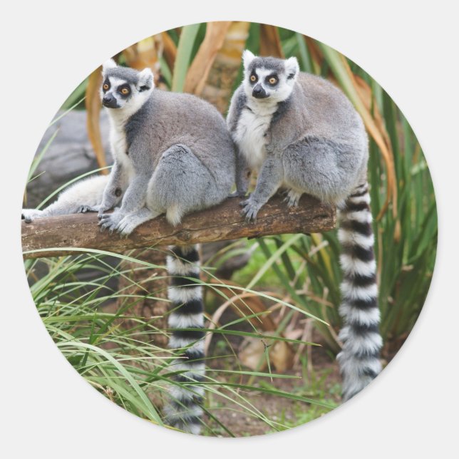 Lemurs Sticker (Vorderseite)