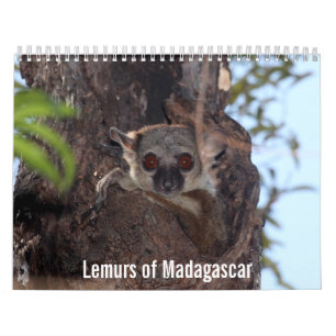 Lemurs von Madagaskar-Kalender Kalender