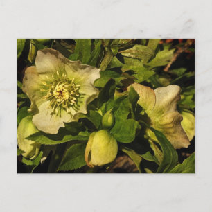 Lenten-Rose Postkarte