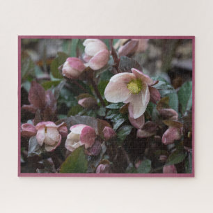 Lenten-Rose Puzzle