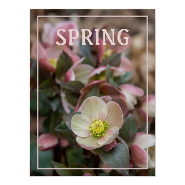 Lenten Rose SPRING Poster (Vorderseite)