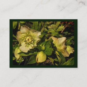 Lenten RoseHellebore ATC Visitenkarte