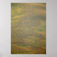 Lentil Erbsen in Windrose und in Erwartung der Ern