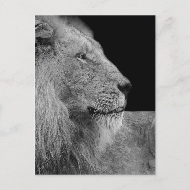 LEO der LION König des Dschungels in Schwarz und W Postkarte (Vorderseite)