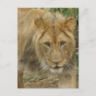 Leo the Lion Postcard Postkarte