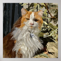 Leon, Norwegische Waldkatze
