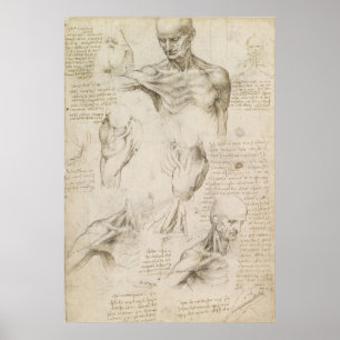 Leonardo Anatomisches Zeichn von Schulter und Neck Poster