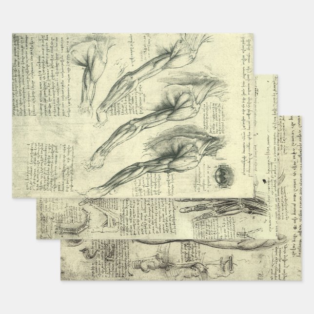 Leonardo da Vinci 3 verschiedene menschliche Anato Geschenkpapier Set (Set)