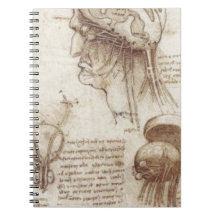 Leonardo da Vinci - Gehirn-Physiologie
