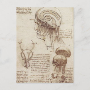 Leonardo da Vinci - Gehirnphysiologie Postkarte