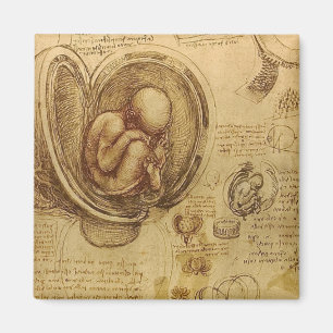 Leonardo da Vinci - Studie der Anatomie Magnet