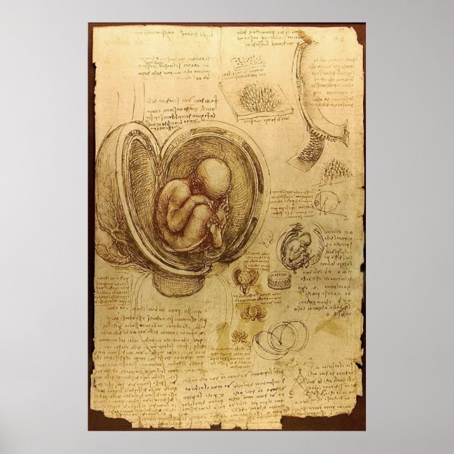 Leonardo Da Vinci - Studie über Anatomie Poster (Vorne)