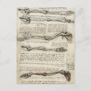 Leonardo da Vinci:Studies of the Arm by the Biceps Postkarte