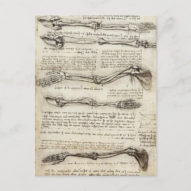 Leonardo da Vinci:Studies of the Arm by the Biceps Postkarte (Vorderseite)