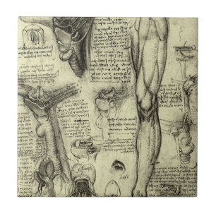 Leonardo da Vinci Vintage menschliche Anatomie Keh Fliese
