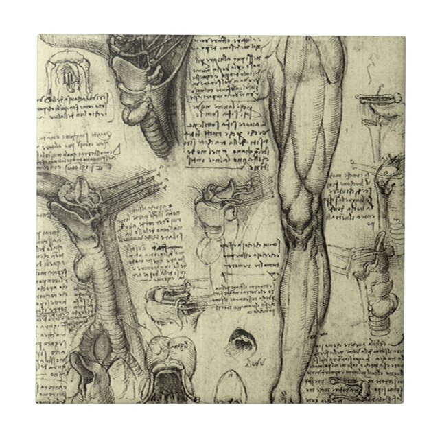 Leonardo da Vinci Vintage menschliche Anatomie Lar Fliese (Vorderseite)
