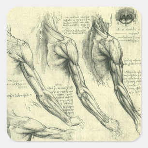 Leonardo da Vincis Anatomie des Arms und der Schul Quadratischer Aufkleber