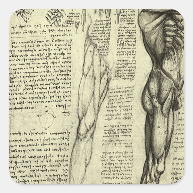 Leonardo da Vincis menschliche Anatomie männliche  Quadratischer Aufkleber (Vorderseite)