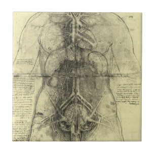 Leonardo da Vincis menschliche Anatomie, weibliche Fliese